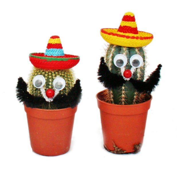 Kakteen mit lustigem Sombrero