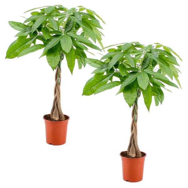 2x Pachira Aquatica - Geldbaum - Zimmerpflanze - Pflegefreundlich – ⌀19 cm - ↕75-85 cm