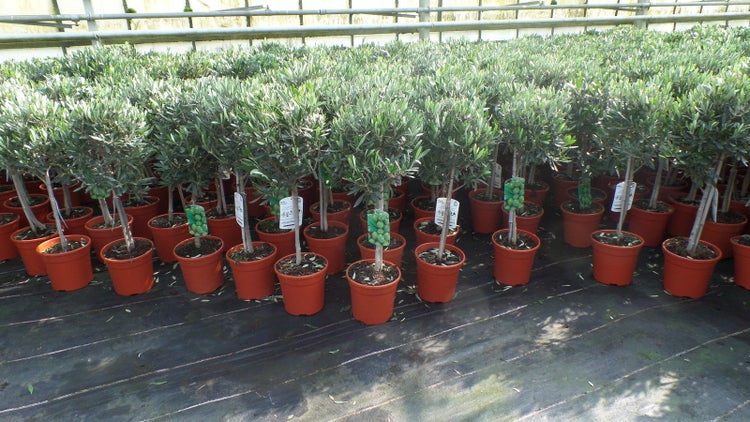 Olivenbaum Stamm Olive 80 - 100 cm hoch, beste Qualität, Olea Europaea