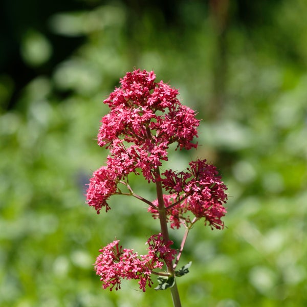 Kunststoff Pflanztopf
