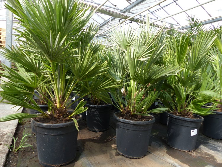 Palme Vulcano 70 cm Zwergpalme Chamaerops Humilis, winterhart bis -12°C