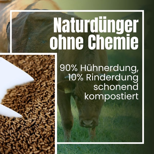 Abbildung von Naturdünger ohne chemische Zusätze, bestehend aus 90 Prozent Hühnerdung und 10 Prozent Rinderdung, schonend kompostiert