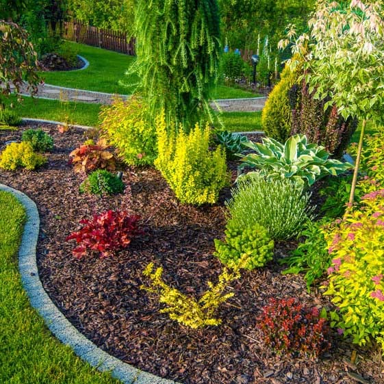 Hamamelis japonica im Gartenbeet mit gelben Blüten.