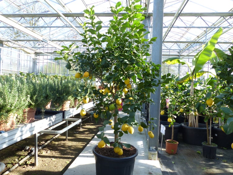 Gestreifter Webteppich in Blau und Weiß mit Fransen, liegend in einem hellen Wohnzimmer zwischen Sessel und Sofa auf dunklem Boden.