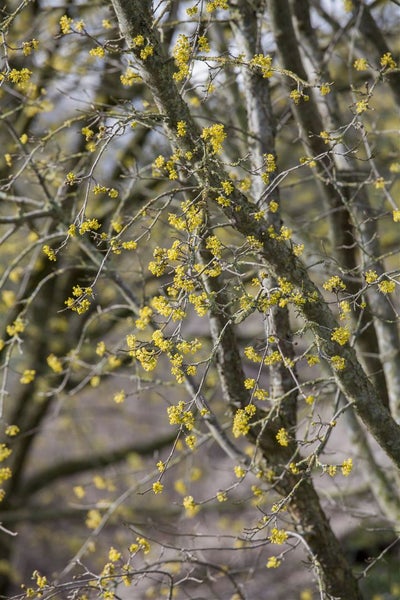 Blühender Kornelkirschbaum im Garten