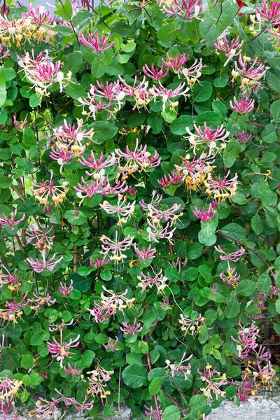 Lonicera periclymenum, Geißblatt, 40–60 cm, duftend