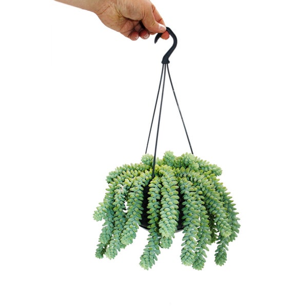 Sedum morganianum 'Burrito' - Affenschaukel - 14cm Ampeltopf - hängende Sukkulente
