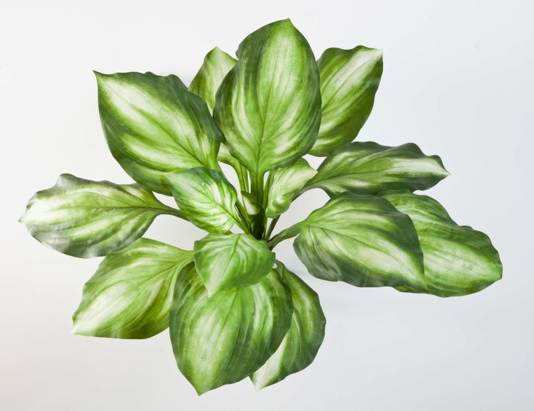 Draufsicht einer Funkie Hosta mit grün-weißen Blättern.