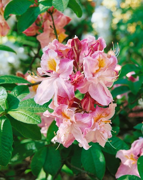 Rhododendron luteum 'Cecile', gelb, 50–60 cm