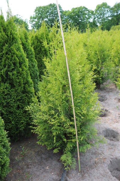 Thuja occidentalis 'Brabant', Lebensbaum, grün, 150–175 cm