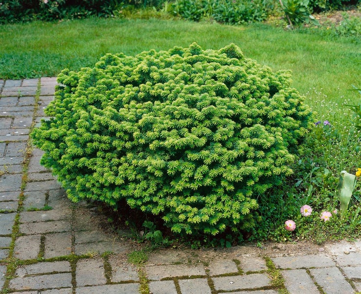 Abies balsamea 'Nana', Balsam-Tanne, kompakt, 20–25 cm