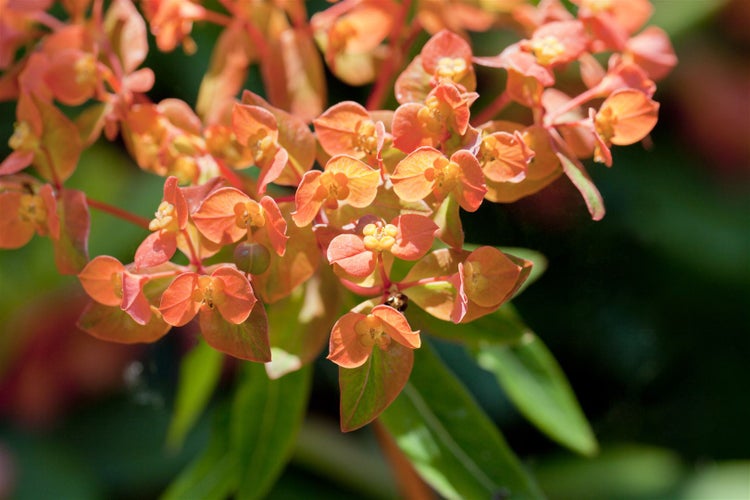 Euphorbia amygdaloides 'Purpurea', Wolfsmilch, purpur, ca. 11x11 cm Topf