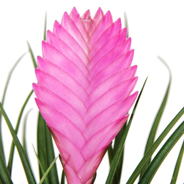 Dekorative Holzfiguren in Form von Hühnern mit Seildetails auf einem dekorierten Tisch.