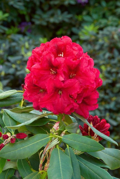Rhododendron Hybr. 'Rabatz' -R-, INKARHO, rot, 30–40 cm