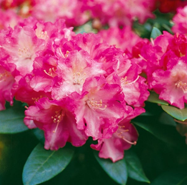 Blühender Rhododendron mit pinkfarbenen Blüten