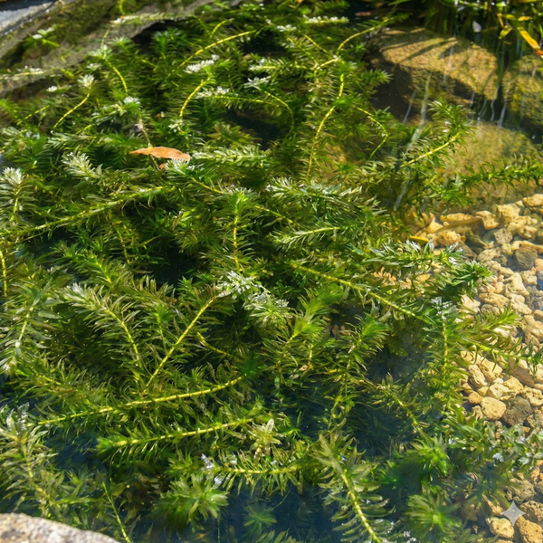 Grüne Wasserpest als Sauerstoffpflanze in einem Gartenteich mit Steingrund.