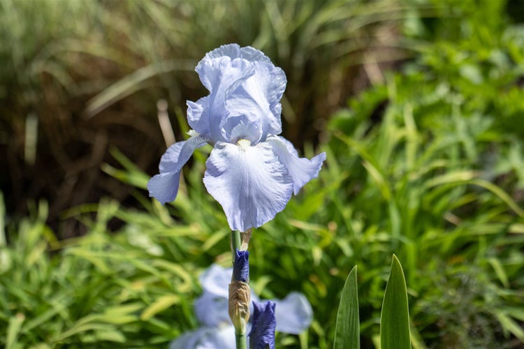 Einzelne Irisblüte im Garten