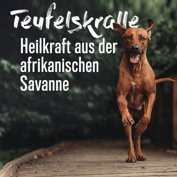 ALPHAZOO Afrikanische Teufelskralle 750g für Hunde und Katzen I Reine Teufelskrallenwurzel