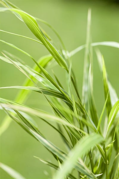 Hakonechloa macra 'Aureola', Japanisches Waldgras, gelb-grün, 2-3 L Container