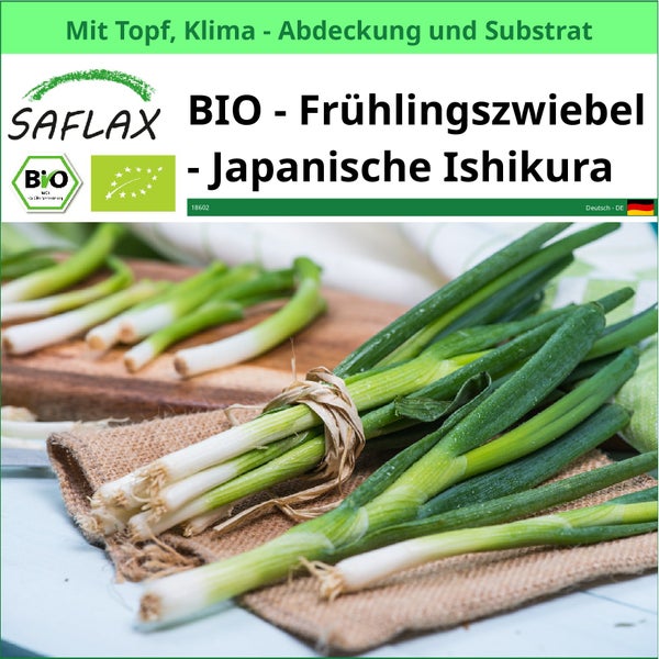 SAFLAX Garden to go - BIO - Frühlingszwiebel - Japanische Ishikura - Allium fistulosum - 150 Samen - Mit Topf, Klima - Deckel und Anzuchtsubstrat