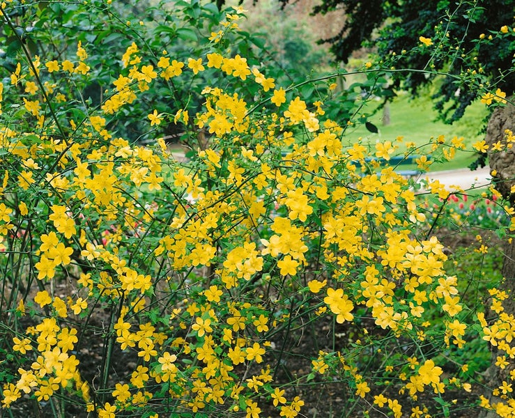 Kerria japonica 'Golden Guinea', Ranunkelstrauch, gelb, 40–60 cm