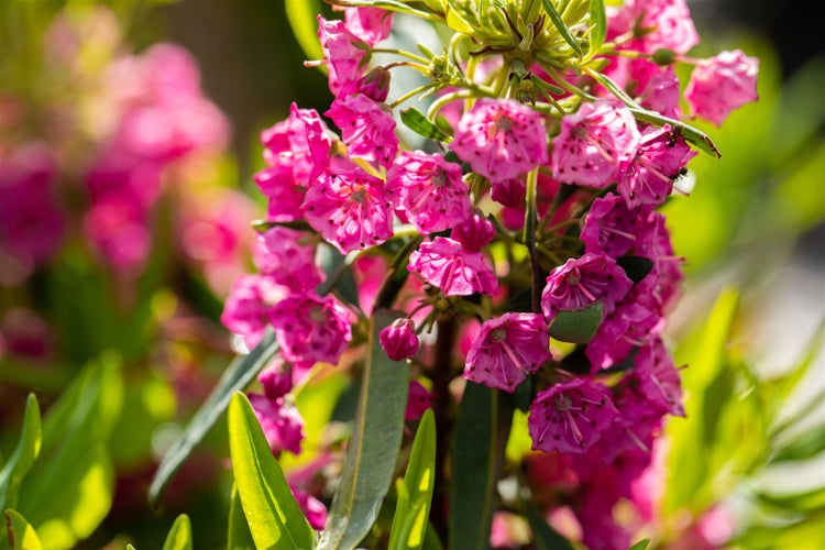 Kalmia angustifolia 'Rubra', Lorbeerrose, rosa Blüten, 30–40 cm