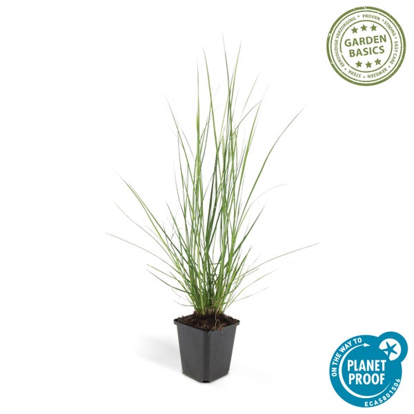 Lampenputzer-Gras - Pennisetum alopecuroides 'Hameln' - 9cm Topf - Set mit 20 Pflanzen