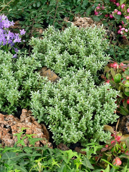 Hebe topiaria, Strauchveronika, immergrün, ca. 9x9 cm Topf