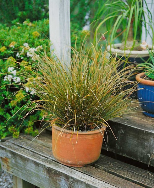 Carex acuta, Sumpf-Segge, ca. 9x9 cm Topf