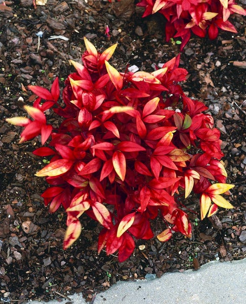 Nandina domestica 'Firepower', Himmelsbambus, rot, 30–40 cm