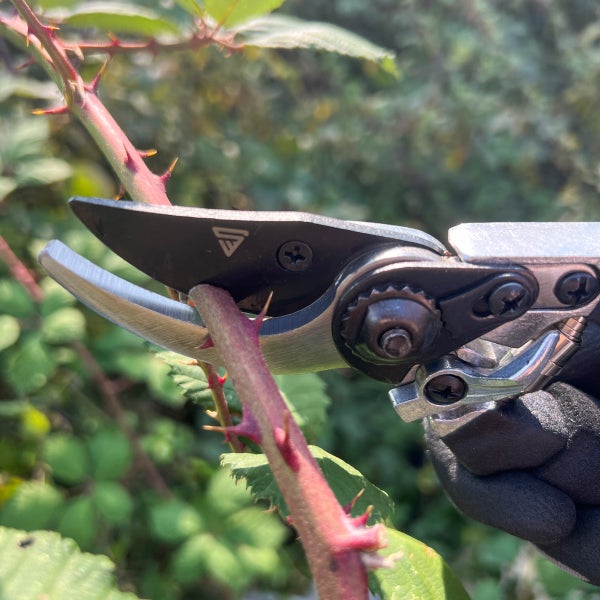 Nahaufnahme einer Bypass-Gartenschere, die einen dornigen Zweig schneidet.