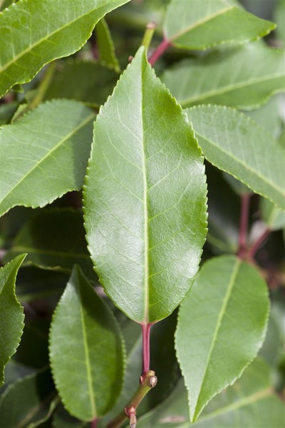 Prunus lusitanica 'Angustifolia', Portugiesischer Lorbeer, 80–100 cm