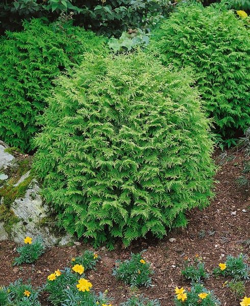 Chamaecyparis lawsoniana 'Globosa', Kugelzypresse, 25–30 cm