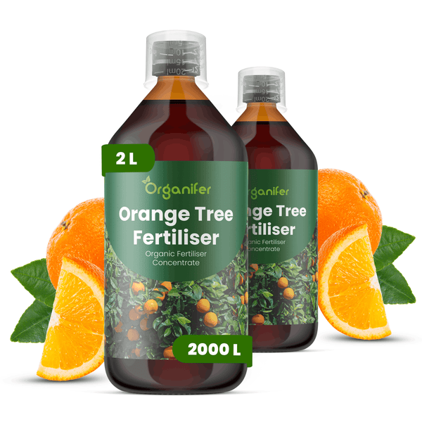 Organifer Orangenbaum-Dünger, zwei 2 Liter Flaschen organisches Flüssigdünger-Konzentrat.