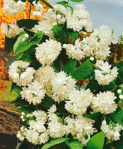 Deutzia magnifica, Maiblumenstrauch, weiß, 60–80 cm