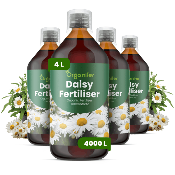 Vier Flaschen Organifer Gänseblümchen-Dünger, organisches Düngerkonzentrat, 4 Liter, ausreichend für 4000 Liter.