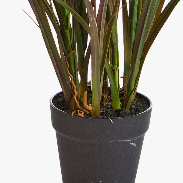 Japanischer Sagopalm Cycas revoluta mit braunem Stamm und grünen Wedeln im schwarzen Kunststofftopf.