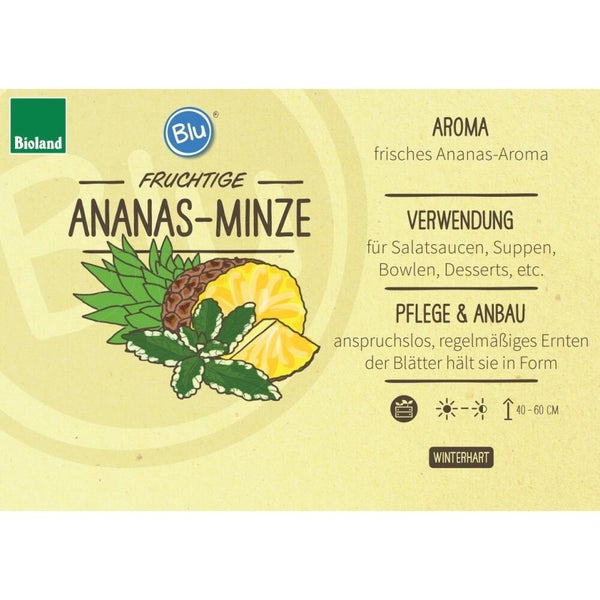 Ananas-Minze Etikett mit Bioland Logo und Blu Logo. Details zu Aroma, Verwendung, Pflege, Winterhärte und Wuchshöhe 40 bis 60 Zentimeter.