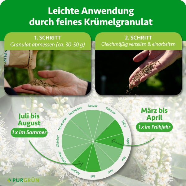 Infografik zur Anwendung von Purgrün Dünger mit feinem Krümelgranulat, zwei Schritte zur Ausbringung und Saisonkalender für Frühjahr und Sommer.