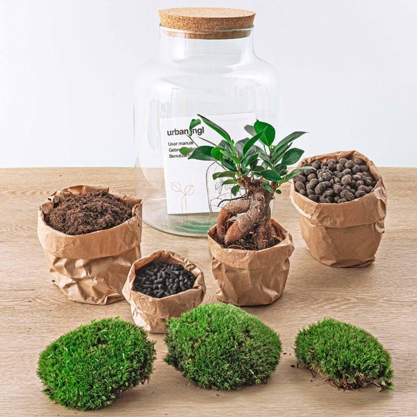 Flaschengarten Milky - DIY Pflanzenterrarium -  30 cm hoch - mit Ficus Ginseng Bonsai