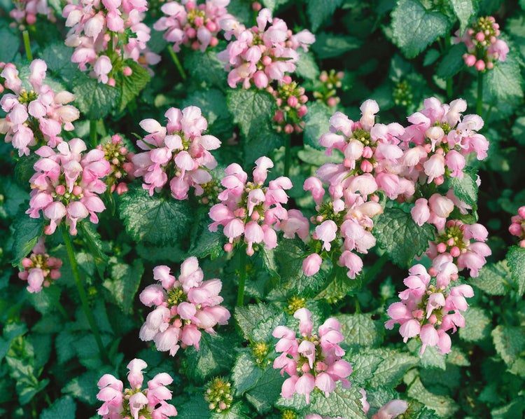 Lamium maculatum 'Shell Pink', Taubnessel, zartrosa, ca. 9x9 cm Topf