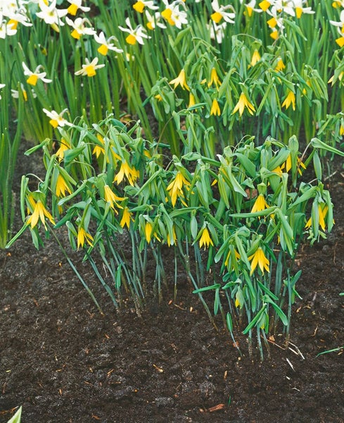 Uvularia grandiflora, Großblütige Uvularie, gelb, ca. 9x9 cm Topf