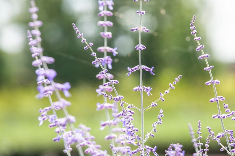 Perovskia atriplicifolia 'Blue Spire', Silberstrauch, blau, 40–60 cm