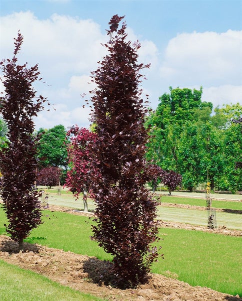 Fagus sylvatica 'Dawyck Purple', Rotbuche, purpurrot, 80–100 cm