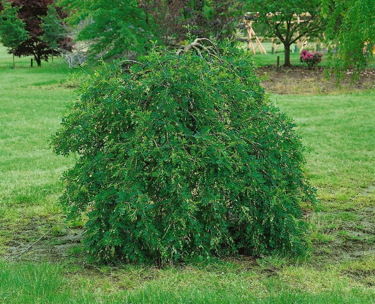 Caragana arborescens 'Pendula', Hänge-Erbsenstrauch, 125 cm Stammhöhe