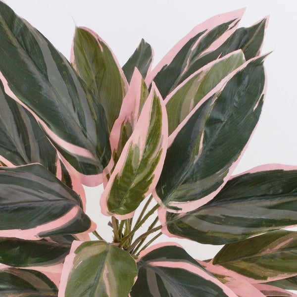 Nahaufnahme einer Zimmerpflanze Stromanthe Triostar mit bunt gemusterten Blättern in Grün, Weiß und Rosa.