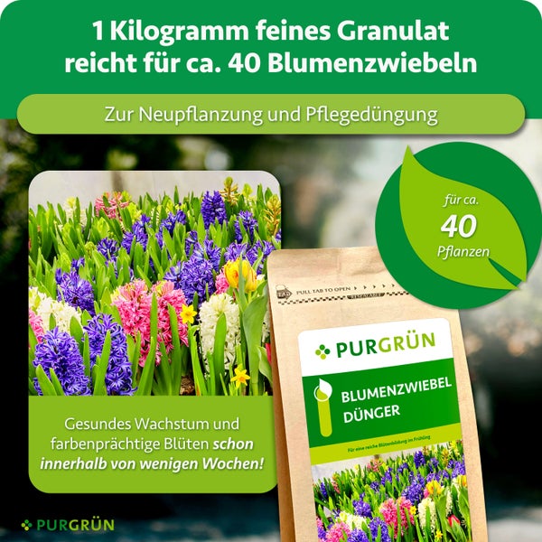 PURGRÜN Blumenzwiebel Dünger Granulat für 40 Pflanzen zur Neupflanzung und Pflegedüngung für gesundes Wachstum und farbenprächtige Blüten.