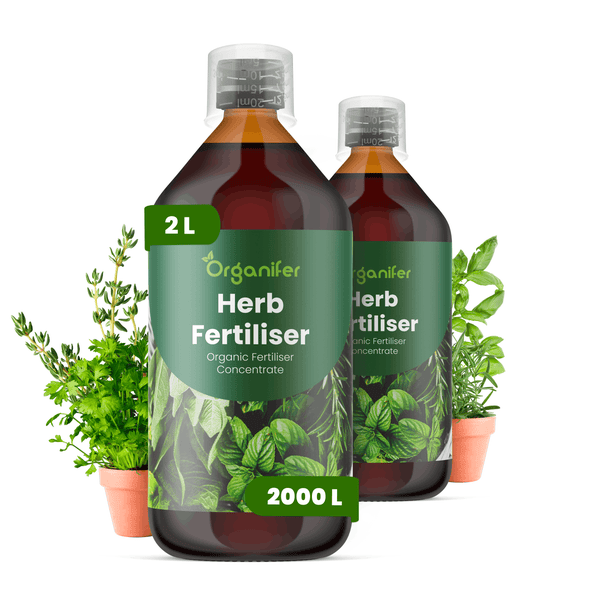 Organifer Bio Kräuterdünger Konzentrat, 2 Liter Flasche ergibt 2000 Liter Dünger, mit Kräuterpflanzen.