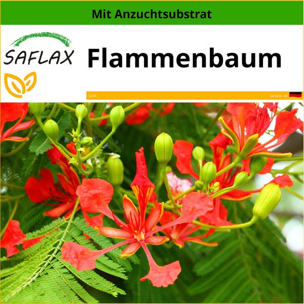 SAFLAX  - Flammenbaum - Delonix regia - 6 Samen - Mit keimfreiem Anzuchtsubstrat