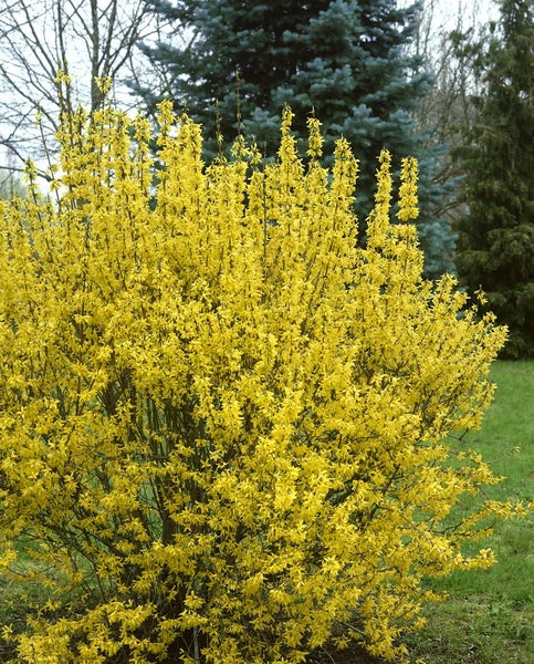 Forsythia intermedia 'Goldrausch', Forsythie, gelb, 60–80 cm